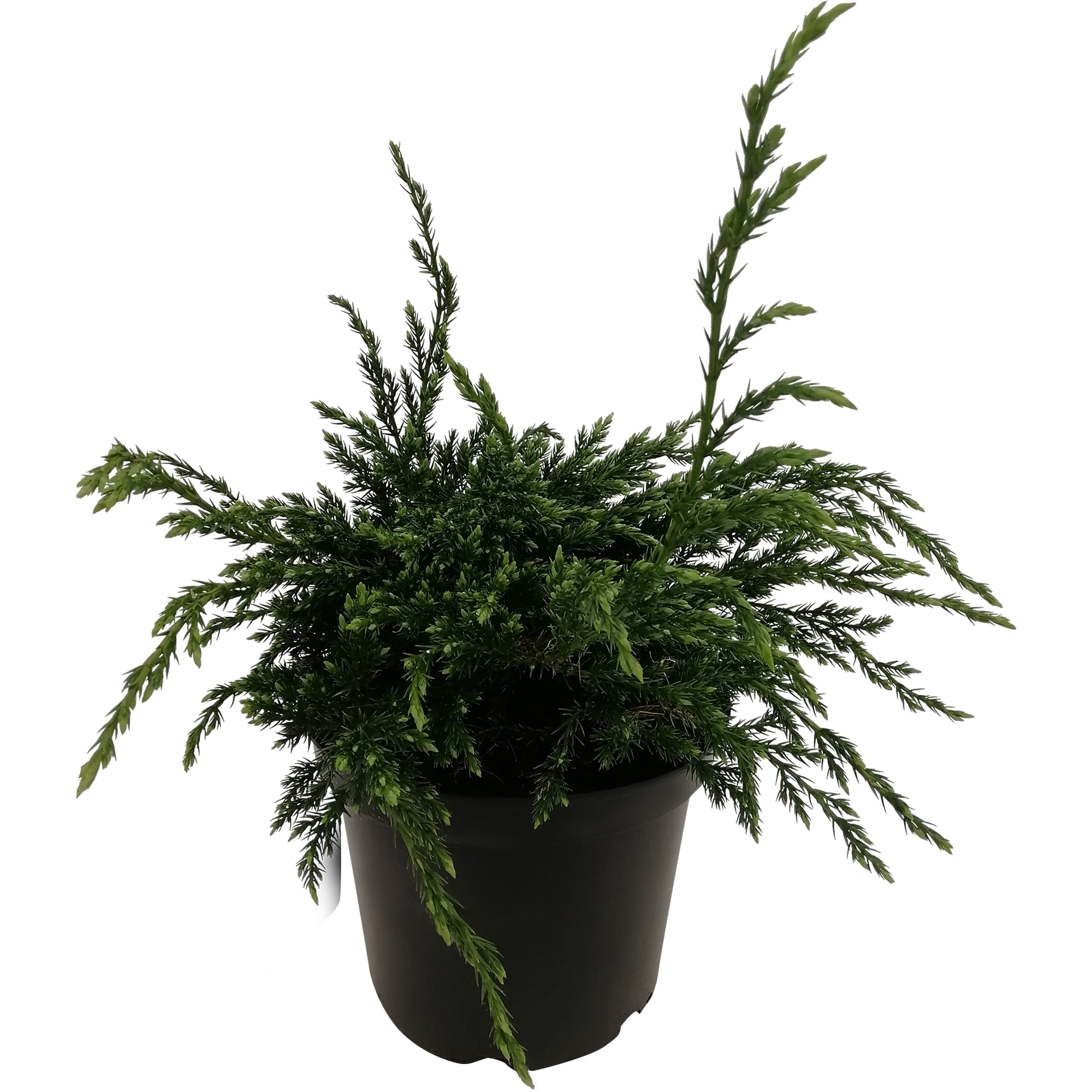 82219036 Можжевельник «Блю Карпет» 3 л h35 см Santreyd 