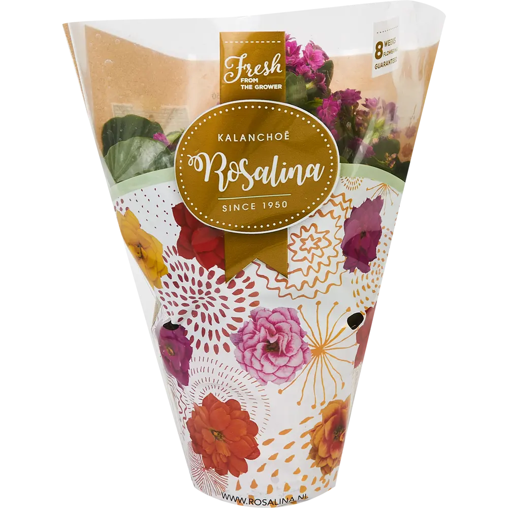 Каланхоэ Каландива Santreyd - цветущее украшение интерьера 85324983 STLM-0061540 - Вид №3