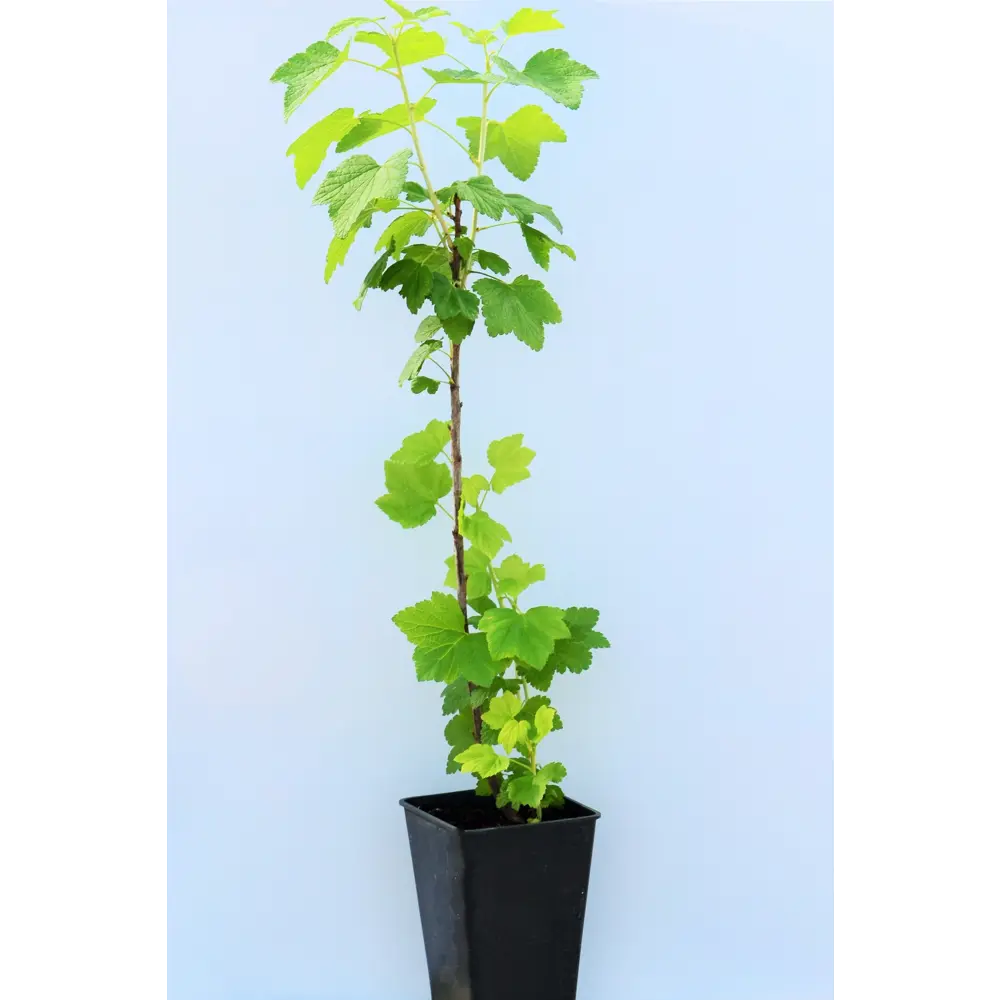 Смородина «Смольяниновская» 1 год 12.5x30-50 см Santreyd STLM-2155662