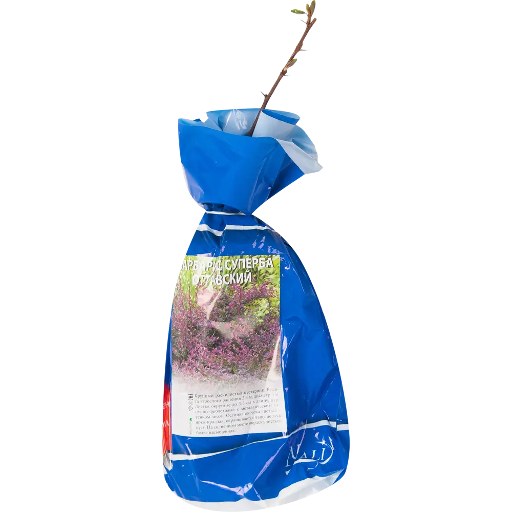 Барбарис оттавский Суперба в пакете БогородскСельхозКомплекс Santreyd STLM-2000278