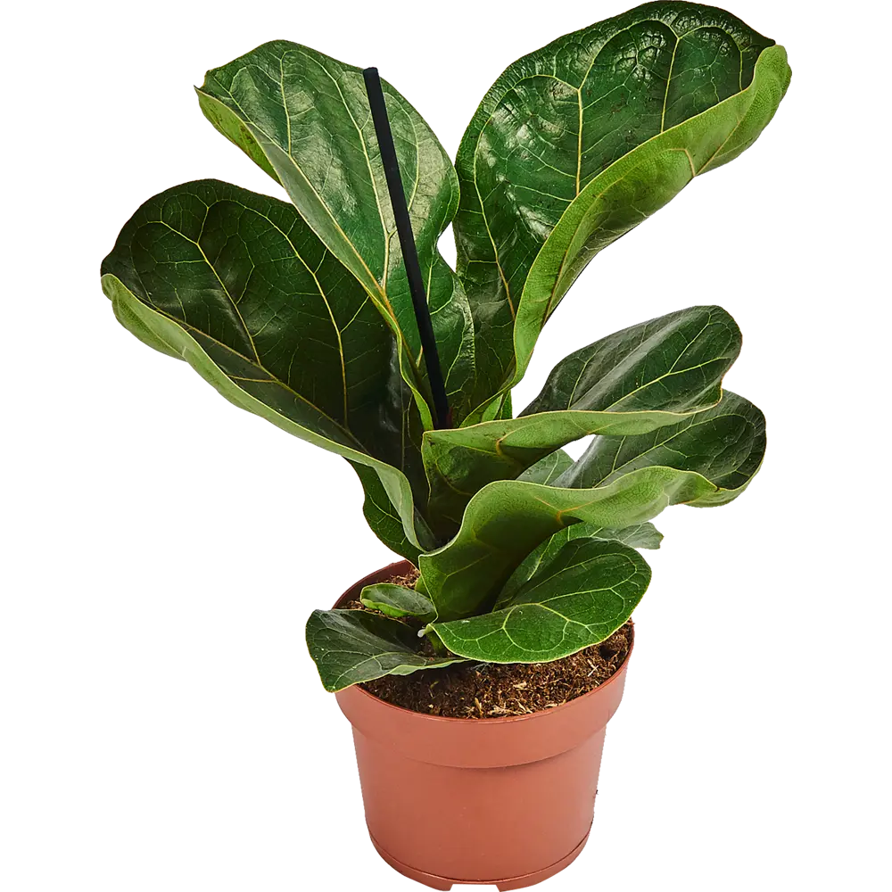 Фикус Лирата Бамбино Santreyd — изящное комнатное растение с лировидными листьями 82578707 STLM-0030447