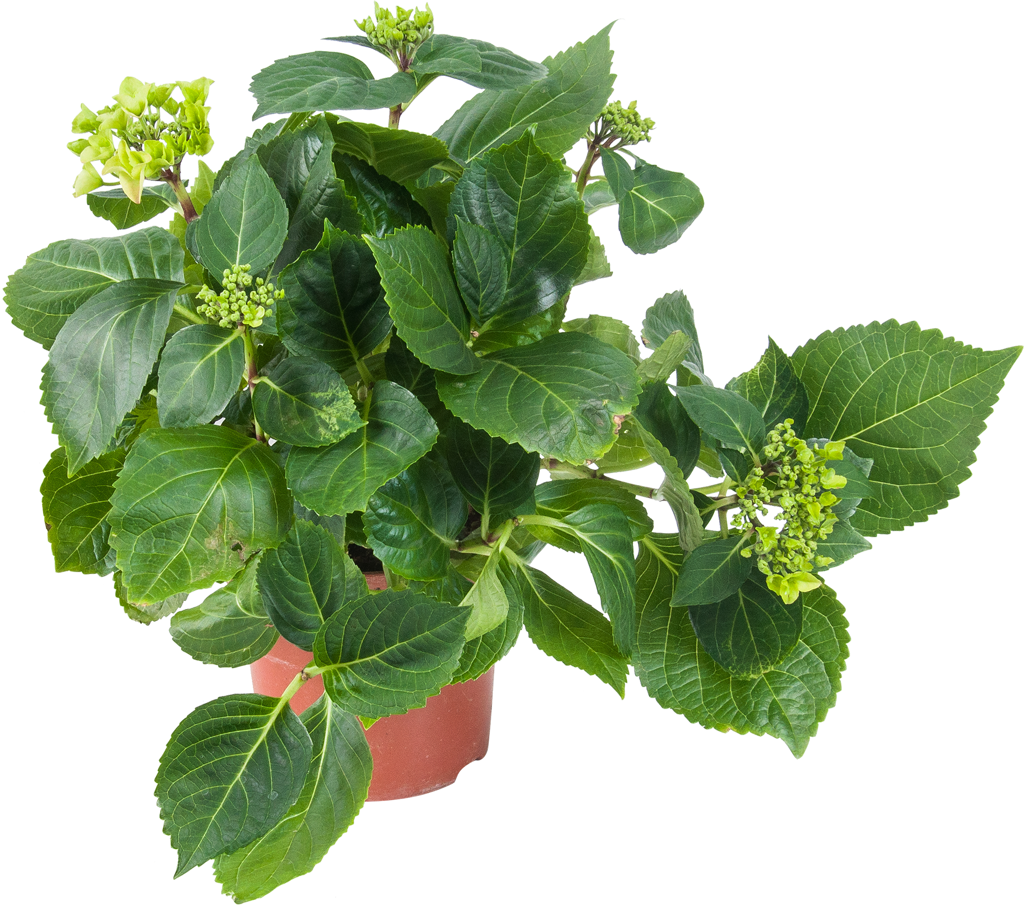 Гортензия Santreyd крупнолистная двухцветная 30 см в горшке 82560439 STLM-0029953