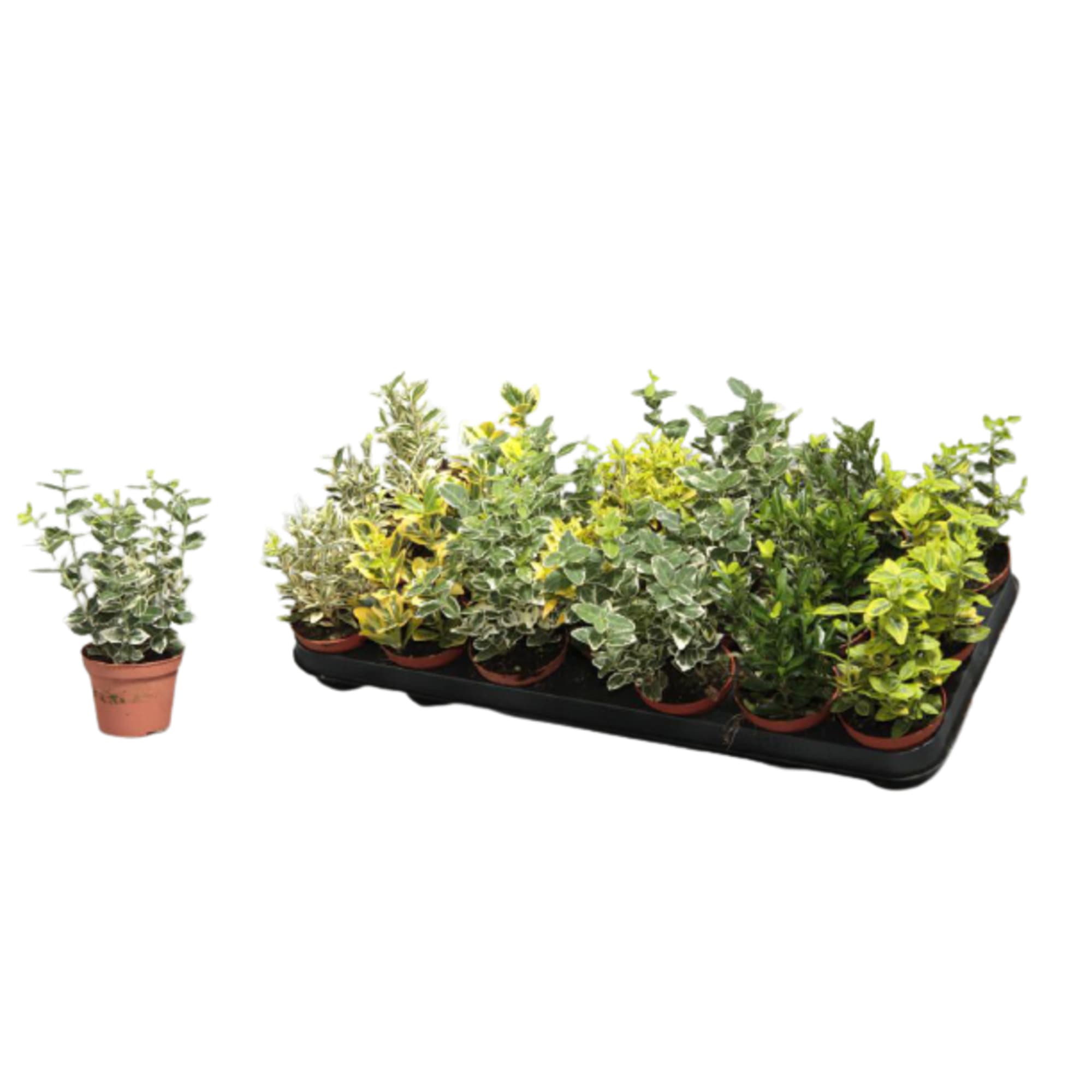 85194319 Бересклет микс ø9 h12 см Santreyd 