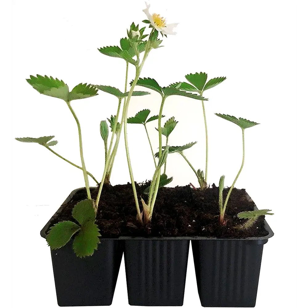 Земляника садовая Вима Рина — сладкая ремонтантная клубника 81954882 Santreyd STLM-1583424 - Вид №1