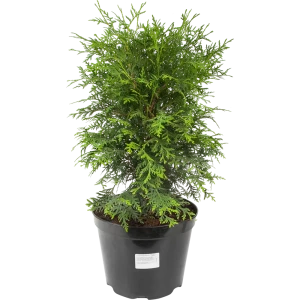 Туя западная «Вудварди» 22x40 см