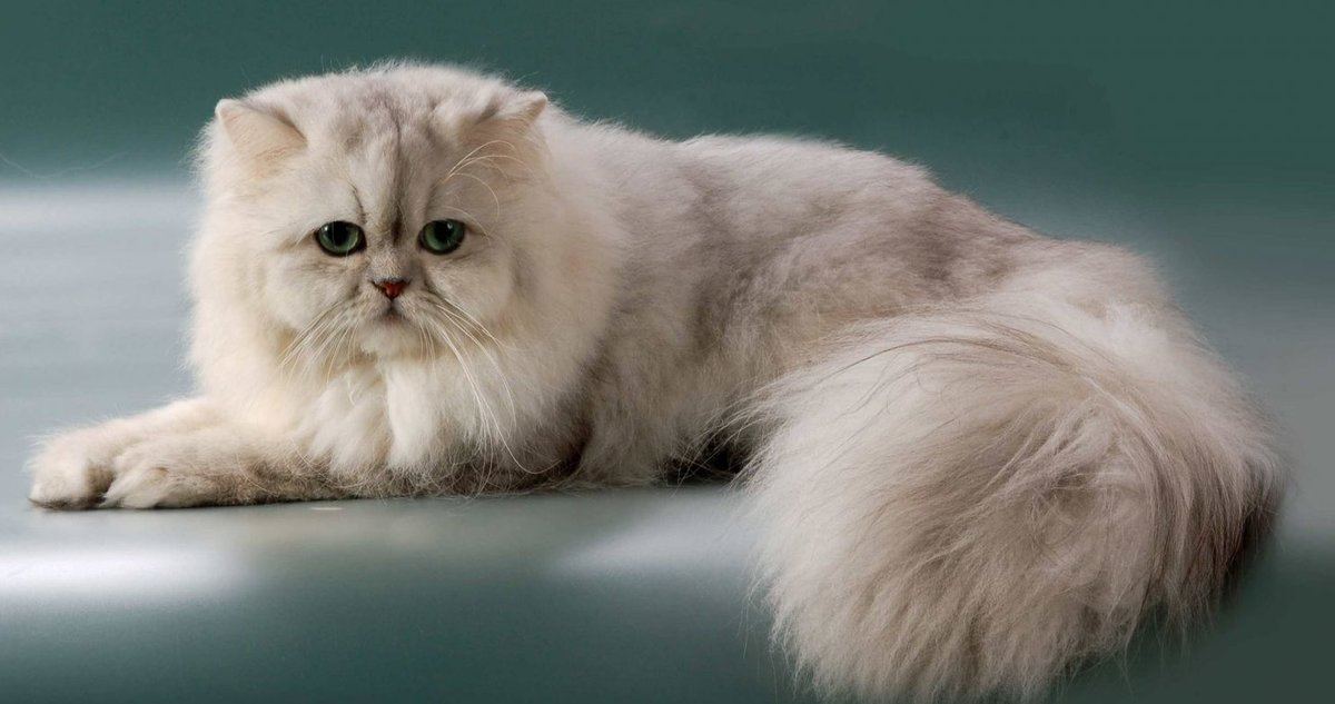 Персидская шиншилла: описание породы и характер кошек