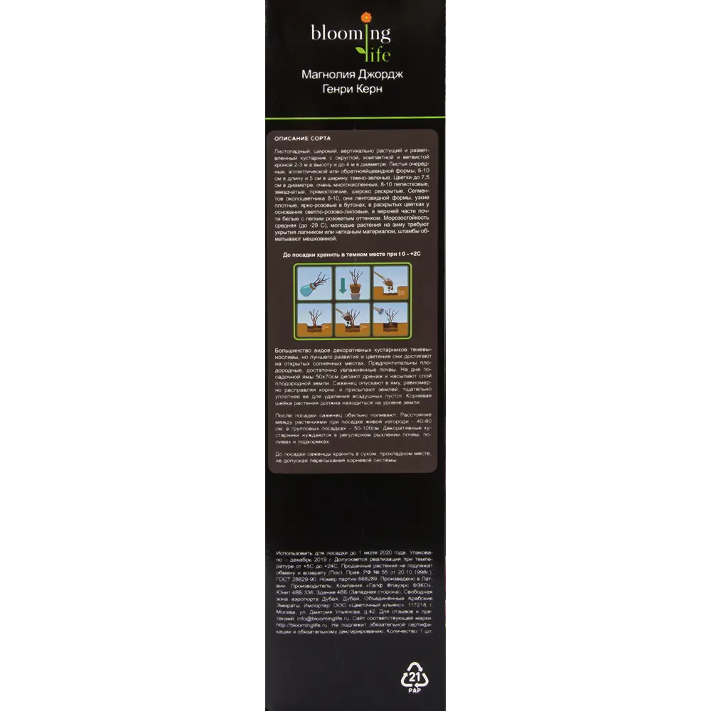 Магнолия Джордж Генри Керн в тубе BLOOMING LIFE STLM-2138208 - Вид №2