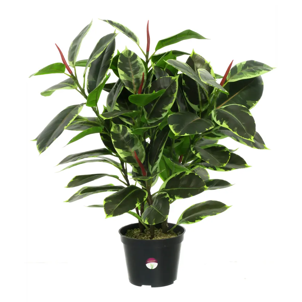 Искусственное растение Фикус Робуста ø17 h70 см Santreyd STLM-2087884 - Вид №1
