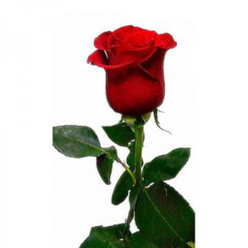 Роза Фридом 40 см Santreyd 25707