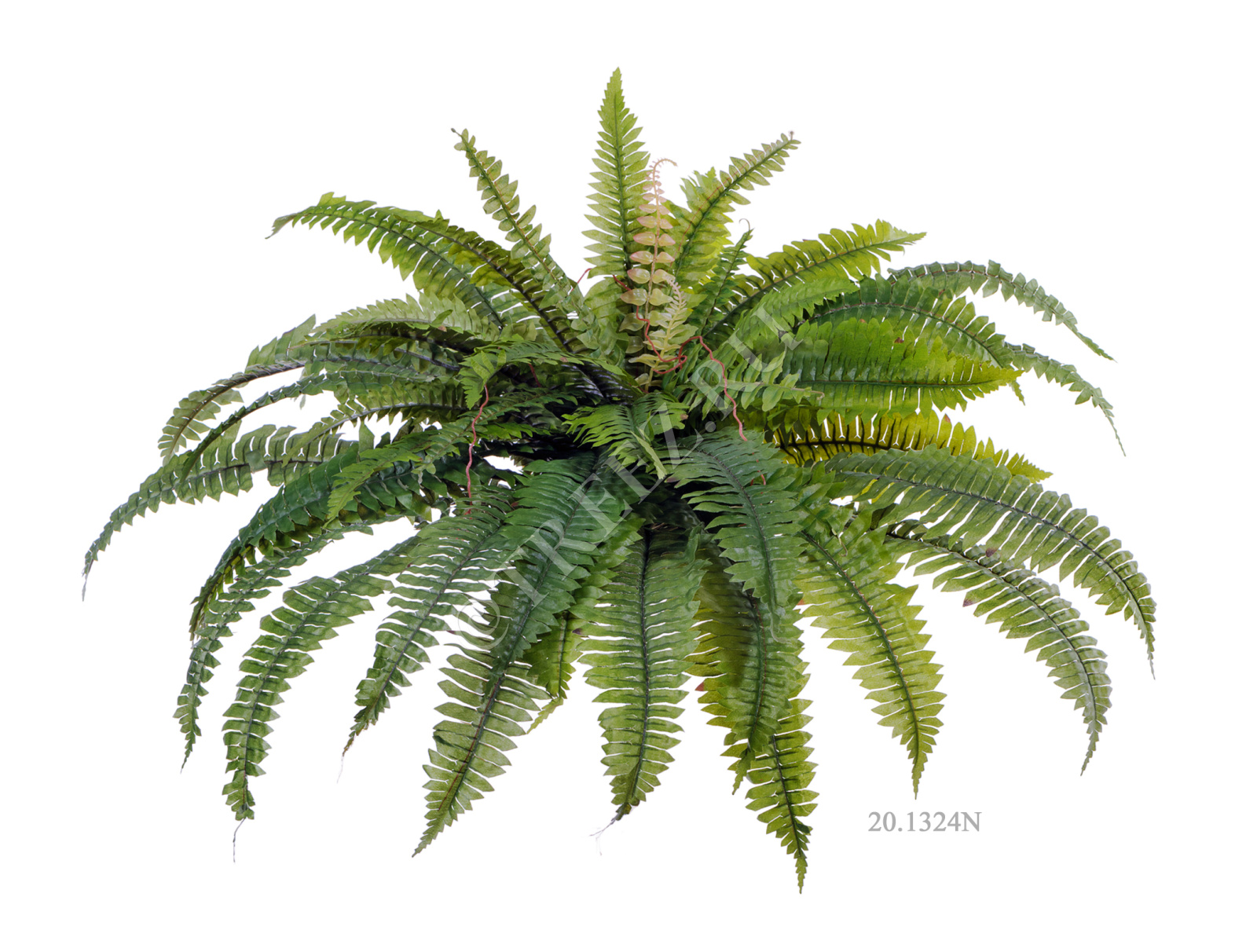 20.1321N Папоротник Бостон Цветочная коллекция  - Вид №5