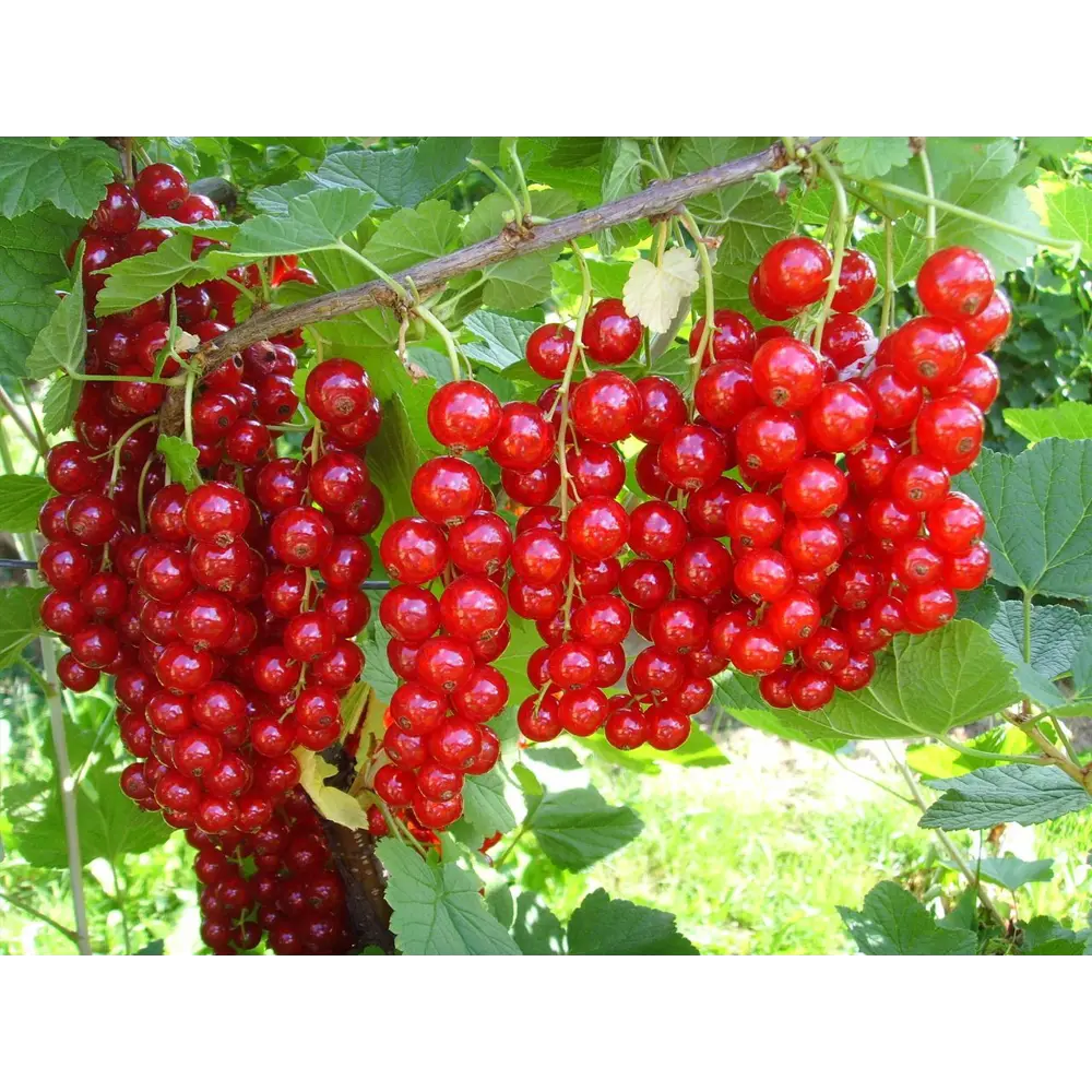 Смородина красная «Ровада» C3 высота 50-70 см ВСЕ В САД STLM-2176898