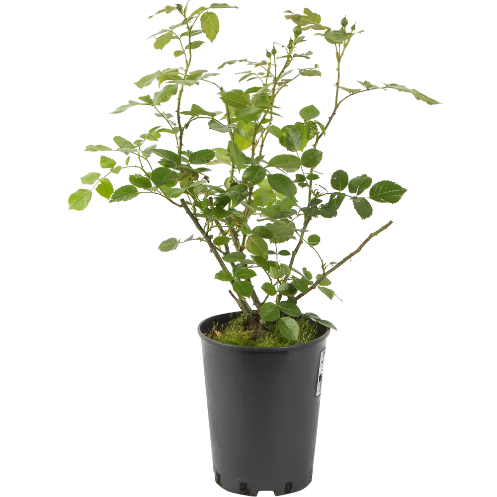 Роза плетистая «Лагуна» 19x55 см 82625103 STLM-2175550 PLANTMARKET 