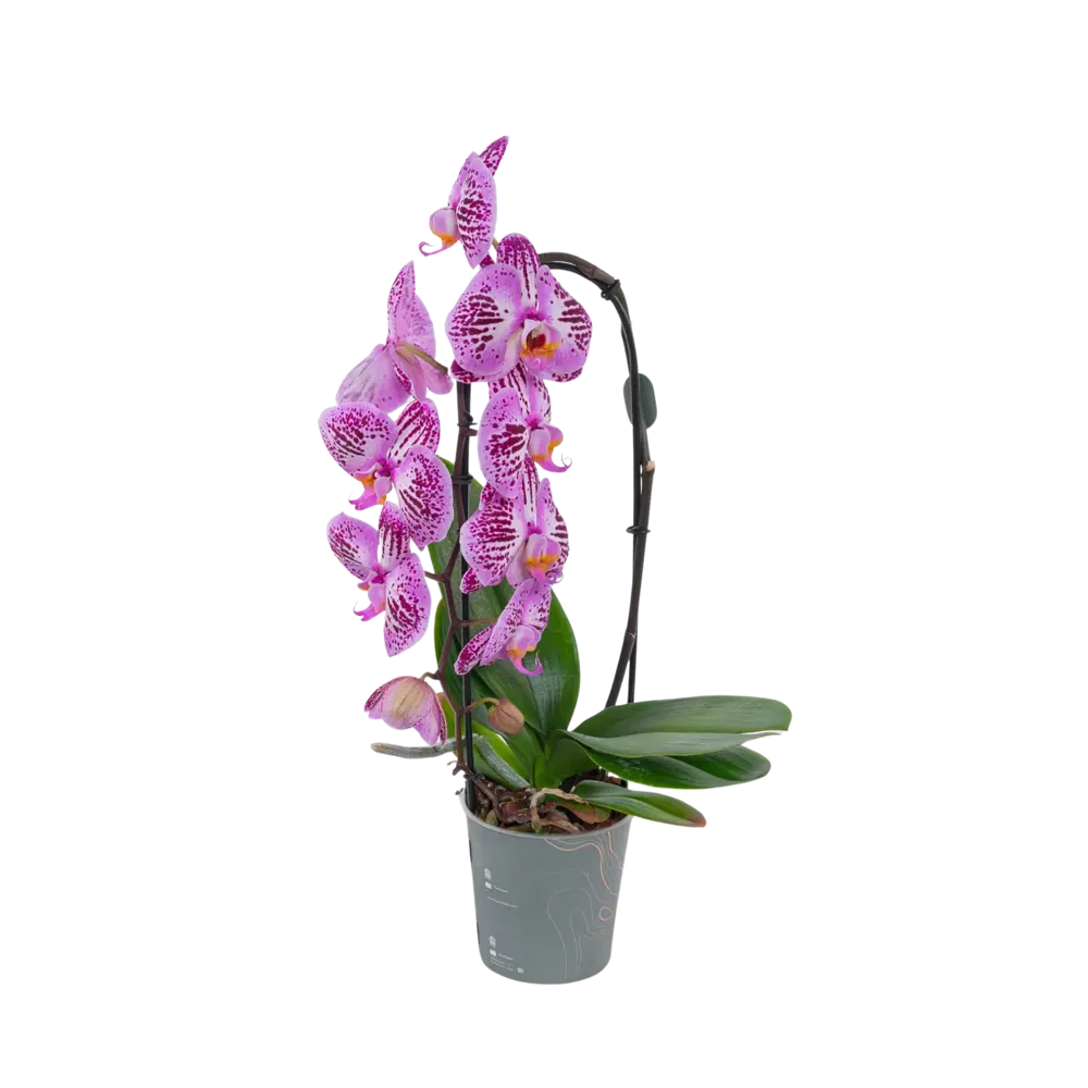 Фаленопсис микс ø12 h50 см 89409552 STLM-2182388 Santreyd 