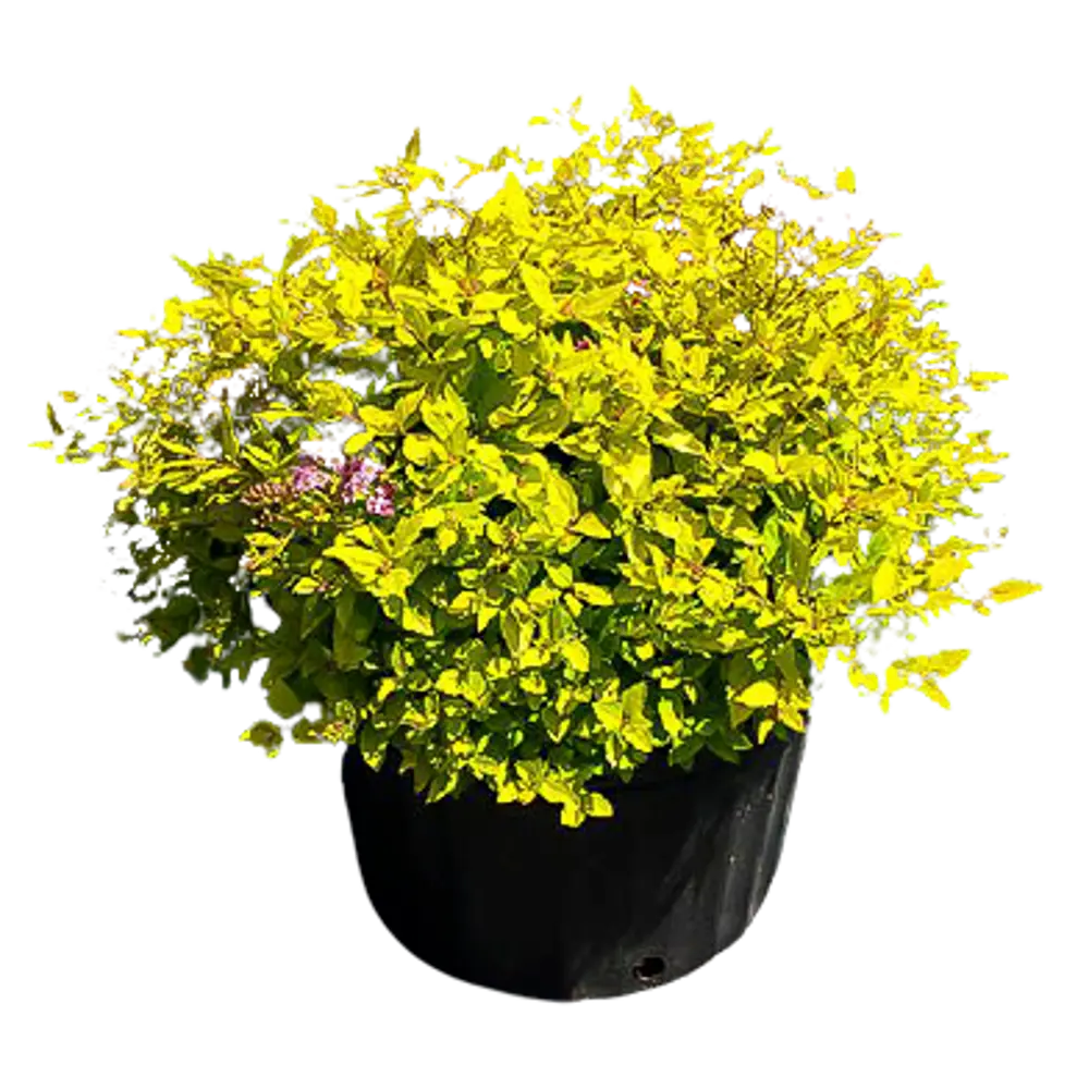 Спирея японская Голдмоунд ø15 h35 см PLANTMARKET STLM-2121590