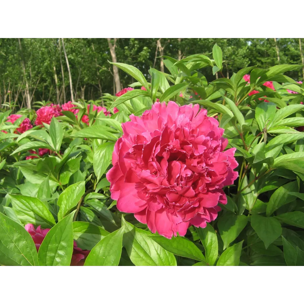Пион травянистый Пурпурный феникс в тубе BLOOMING LIFE STLM-2050794 - Вид №3