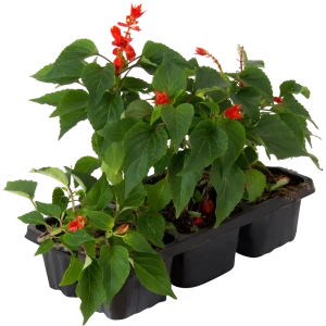 Рассада «Сальвия», 20x6 см 12713489 STLM-2090128
