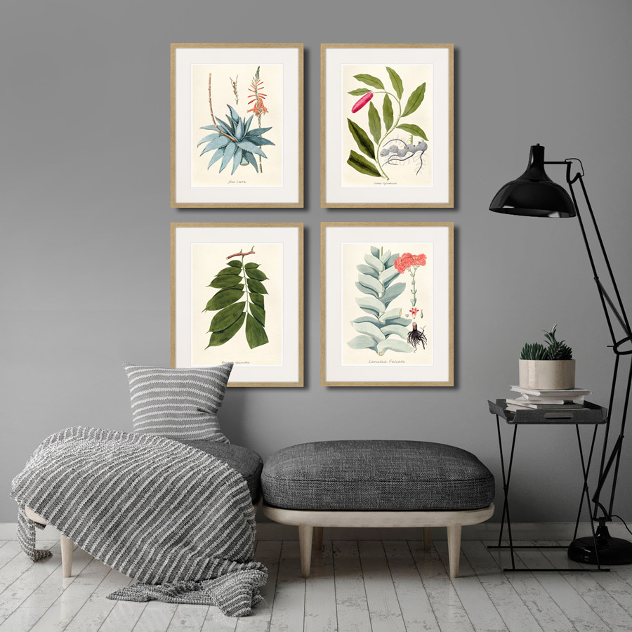 Литография на тонированной бумаге 52х42 см Fragmenta botanica №11, 1809г. КАРТИНЫ В КВАРТИРУ  264318 Белый;коричневый;разноцветный  - Вид №3