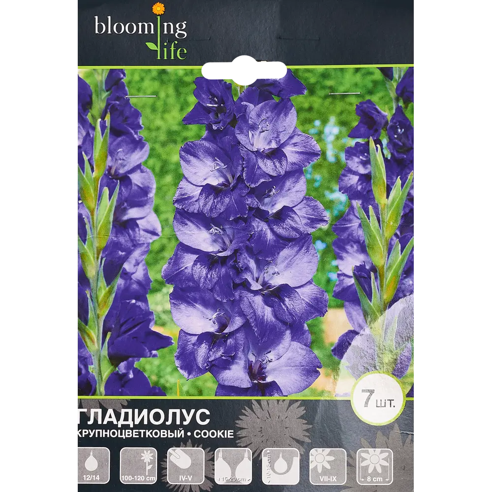 Гладиолус крупноцветковый Куки 7 шт BLOOMING LIFE STLM-2209771