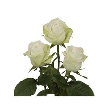 Роза Алба 40 см Santreyd 25695 - Вид №1