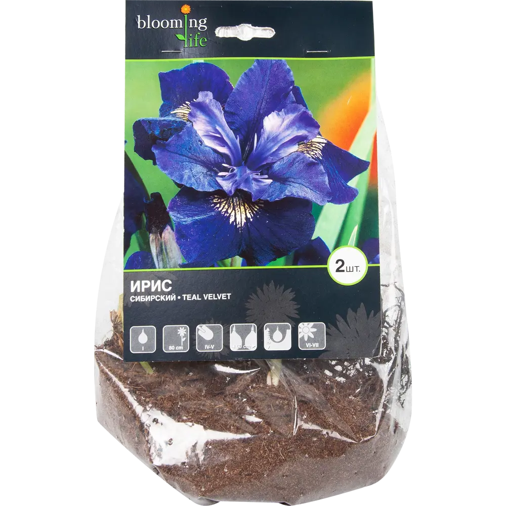 Ирис сибирский «Тил Вельвет» BLOOMING LIFE STLM-2175756 - Вид №1