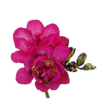 Фрезия ду пурпле рэйн 46 см Santreyd 26087