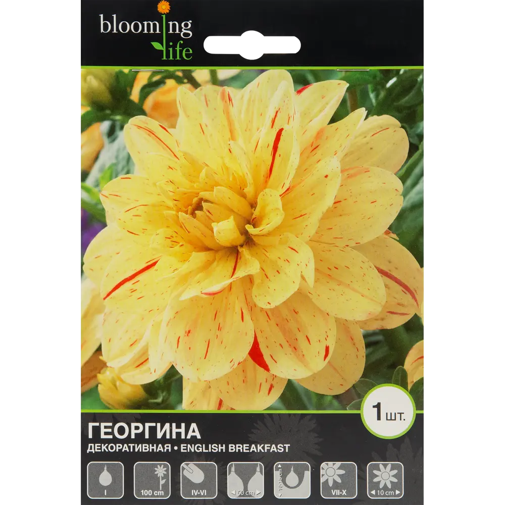 Георгина Инглиш Брекфаст 1 шт BLOOMING LIFE STLM-2088498 - Вид №1