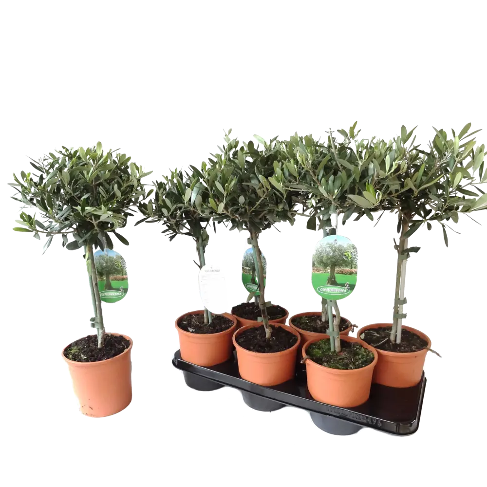 Олива европейская ø15 h55 см Santreyd STLM-2182562