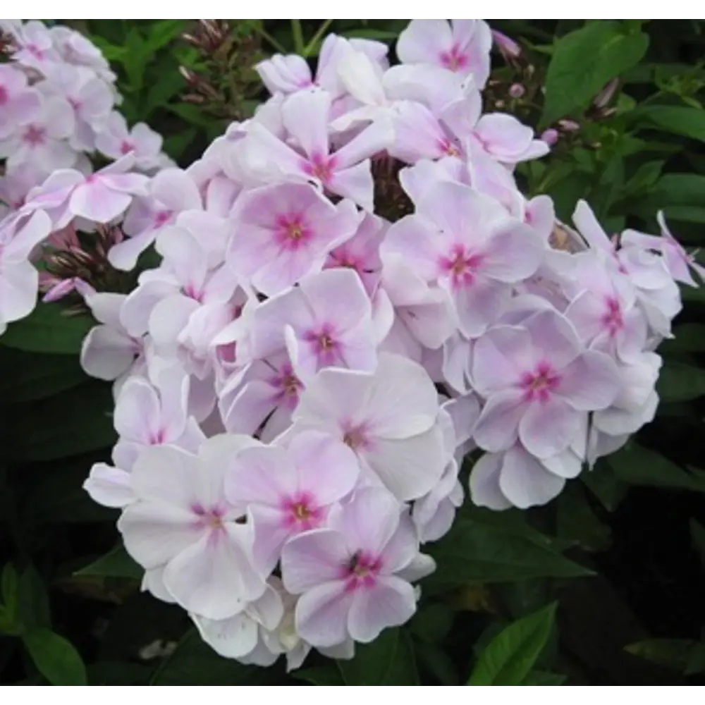 Флокс Атлант ø11 h15 см 85606577 STLM-2042596 Santreyd 