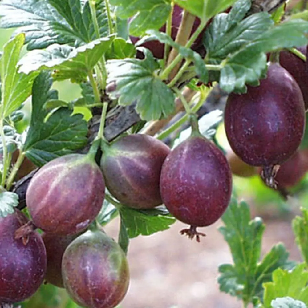 Крыжовник обыкновенный Грушенька PLANTMARKET STLM-2127212