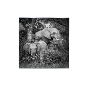 Картина в раме Alumoart "Elephant Family" 76x76 см, крепление через профиль