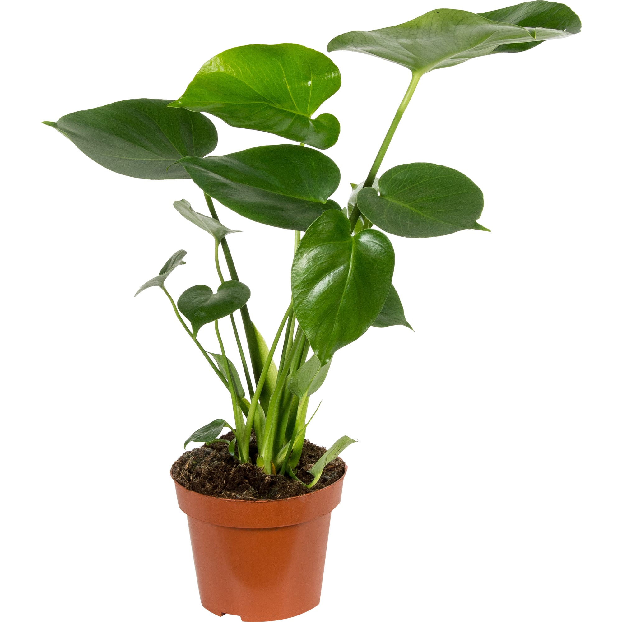 14750515 Монстера 14х50 см Santreyd 