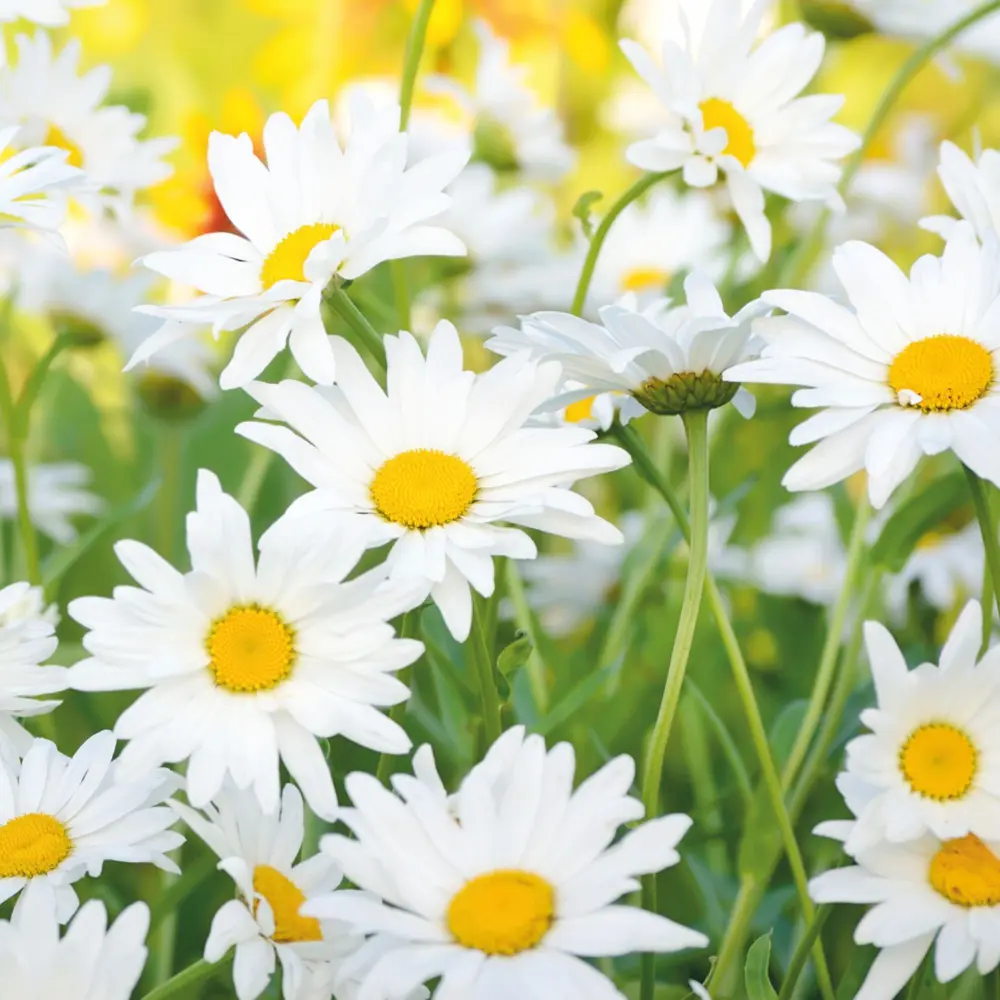 Фотообои бумажные «Ромашки» 210х200 cм Santreyd STLM-2176477