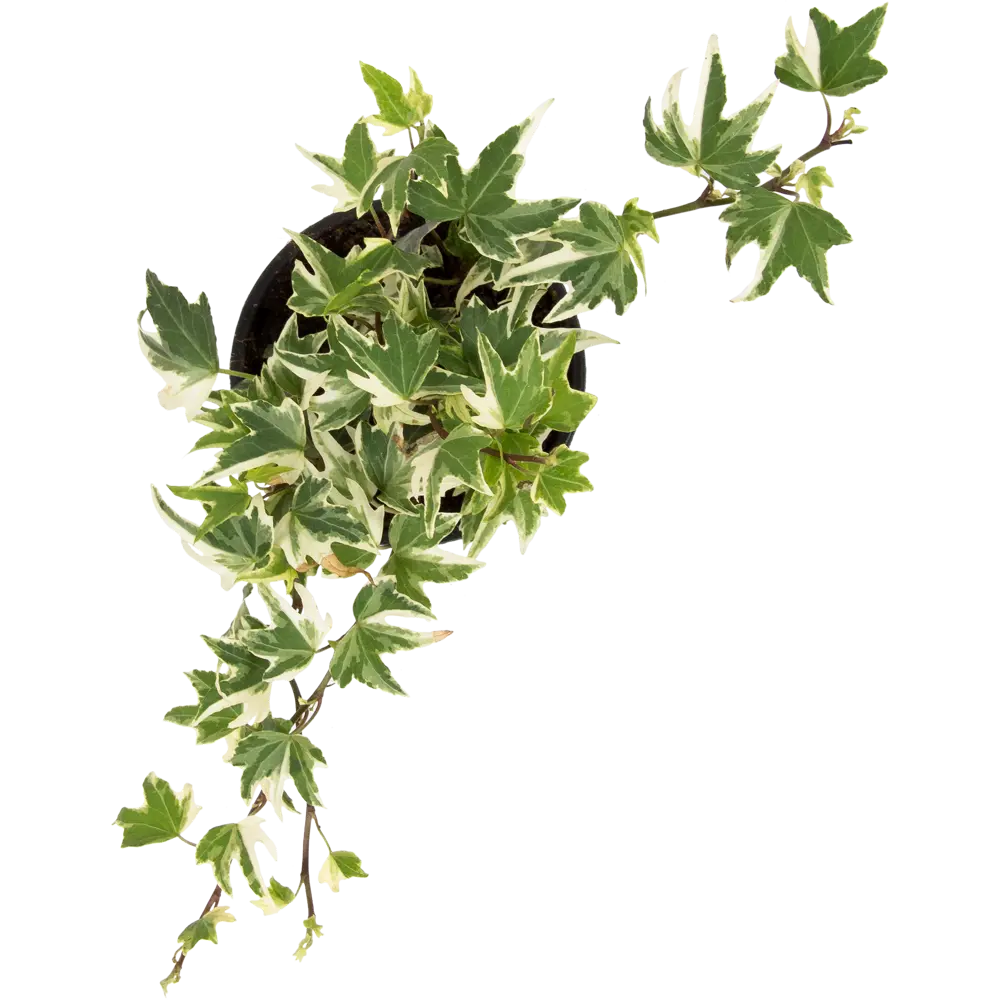 Хедера Хеликс Микс 9х20 см 12501793 STLM-2021765 Santreyd  - Вид №1
