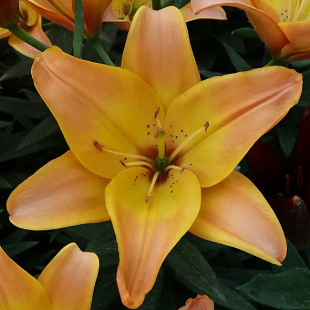 Лилия азиатская Изи Фентази 2 шт BLOOMING LIFE STLM-2026464
