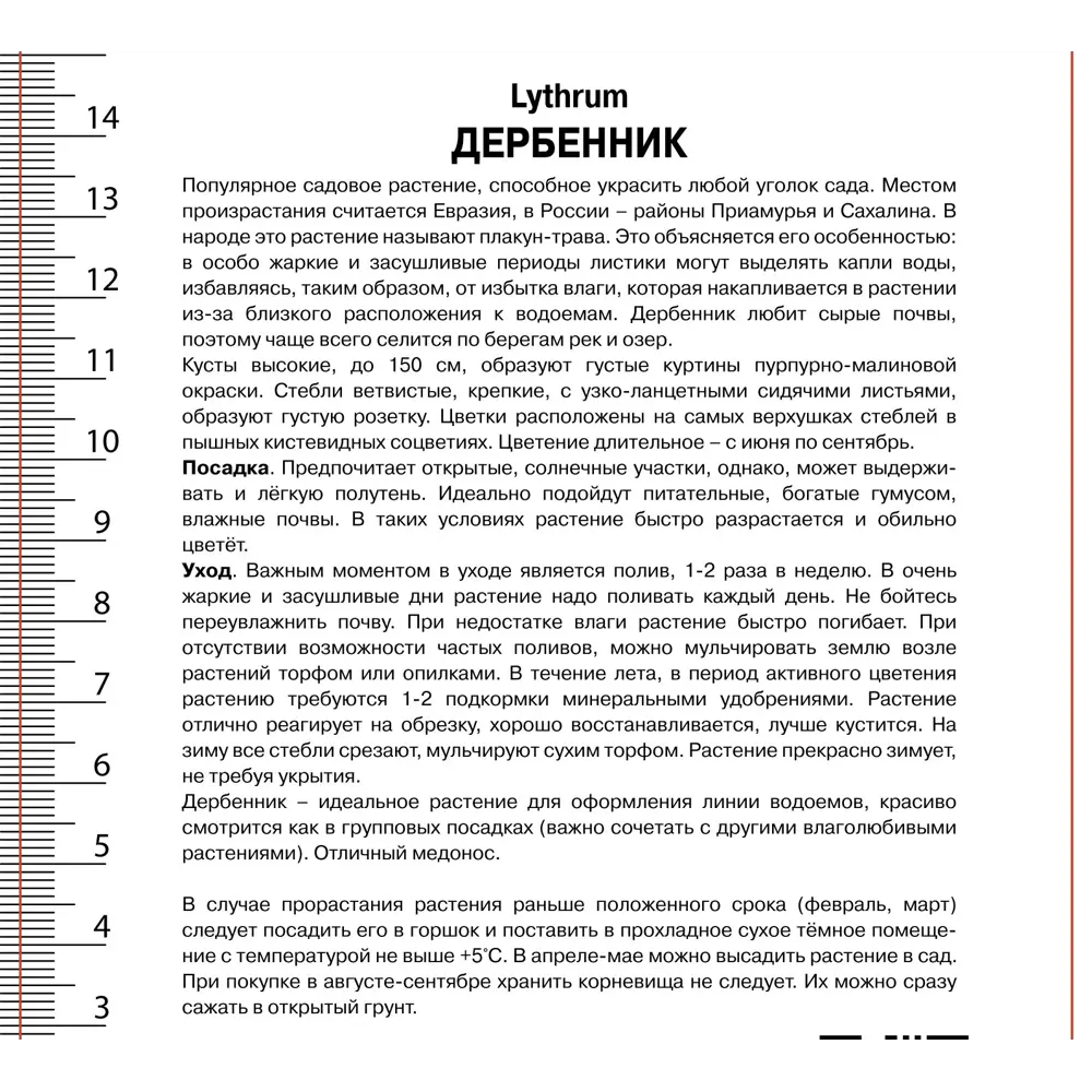 Дербенник иволистный Рози Джем 89433470 STLM-2064767 ПОИСК  - Вид №1