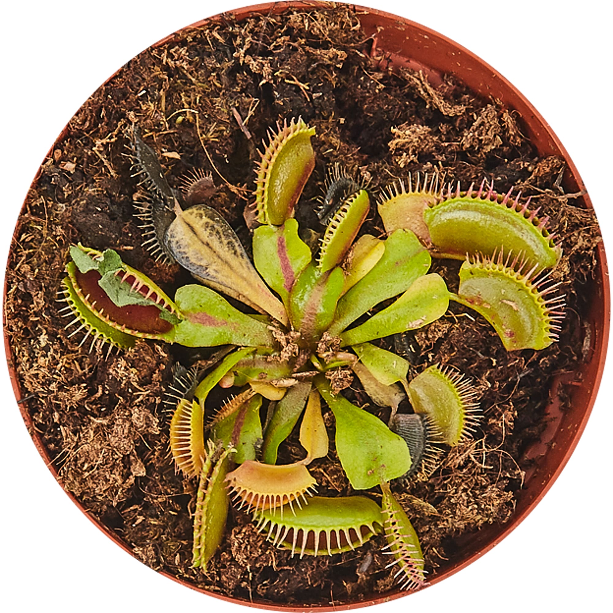 82850368 Дионея 9x15 см Santreyd  - Вид №1