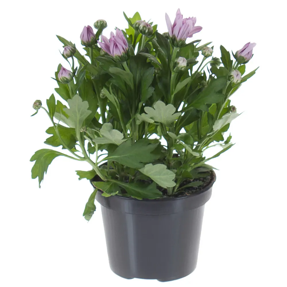 Хризантема микс ø12 h25 см 17699065 STLM-2141502 Santreyd 