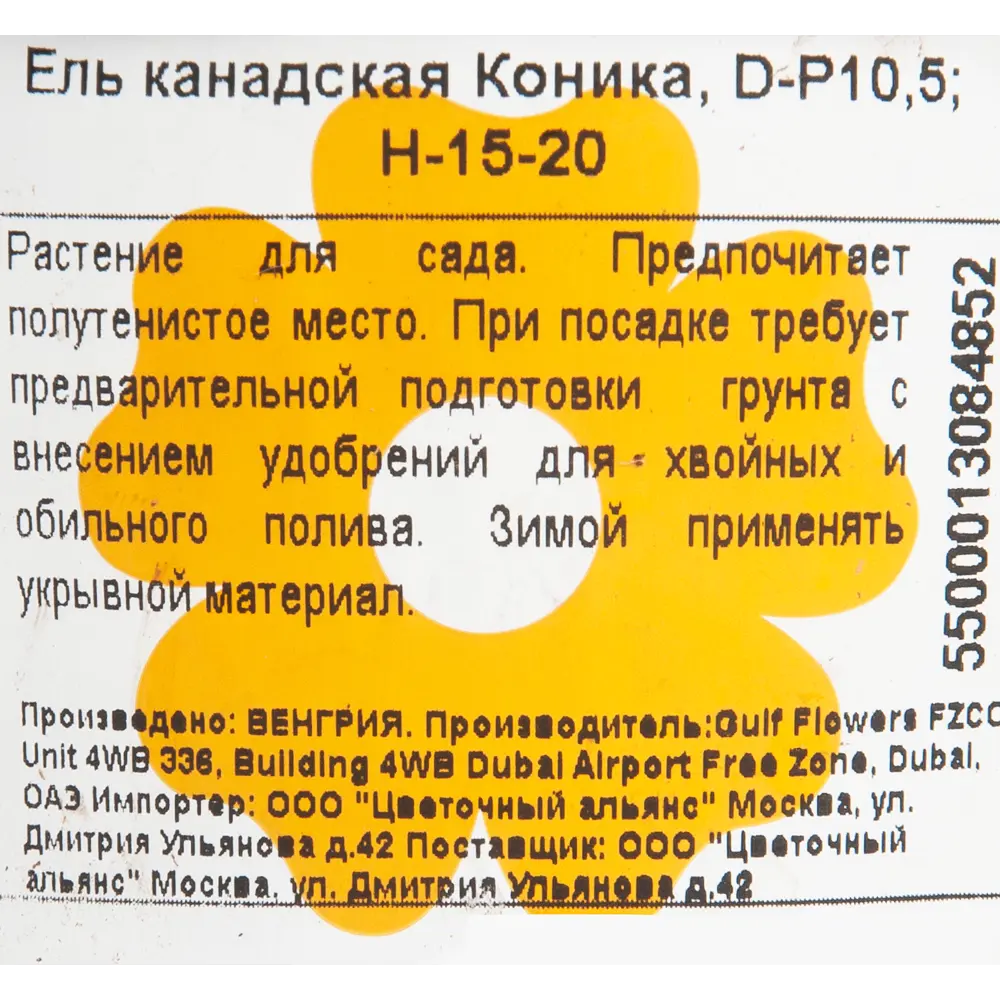 Ель канадская «Коника» 10x15 см Santreyd STLM-2077716 - Вид №1