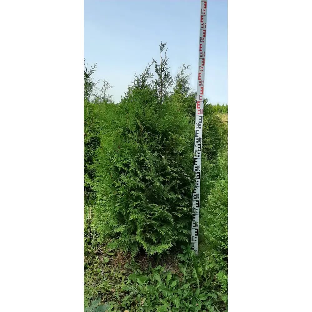 Туя западная Брабант ø44 h100 - 120 см ГАВРИШ STLM-2001711