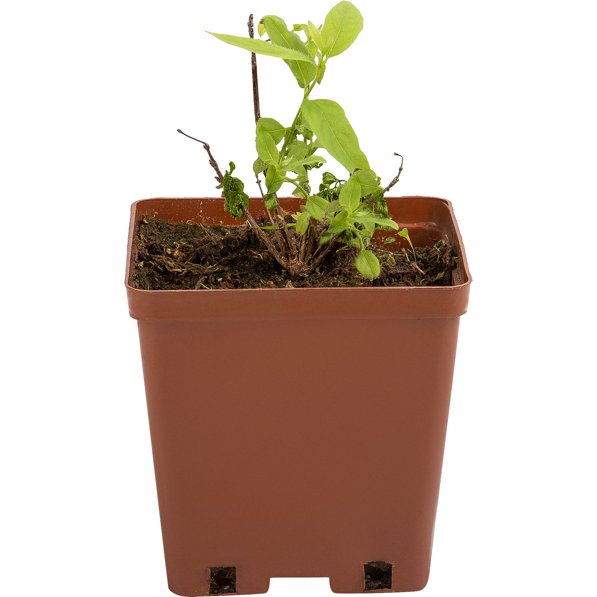 82597076 Жимолость плодовая «Фиалка» C3 высота 50 см Santreyd  - Вид №2