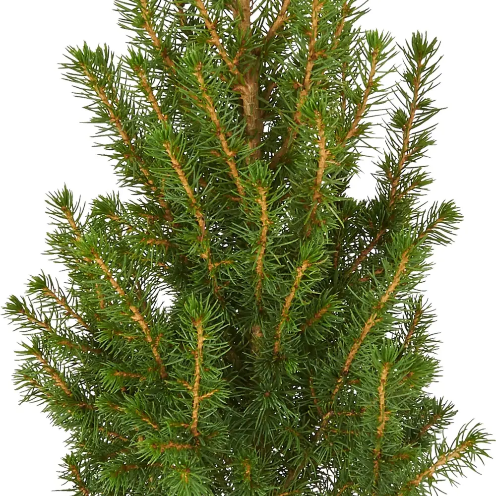 Ель Коника ø11 h25 см Santreyd STLM-2051615 - Вид №1