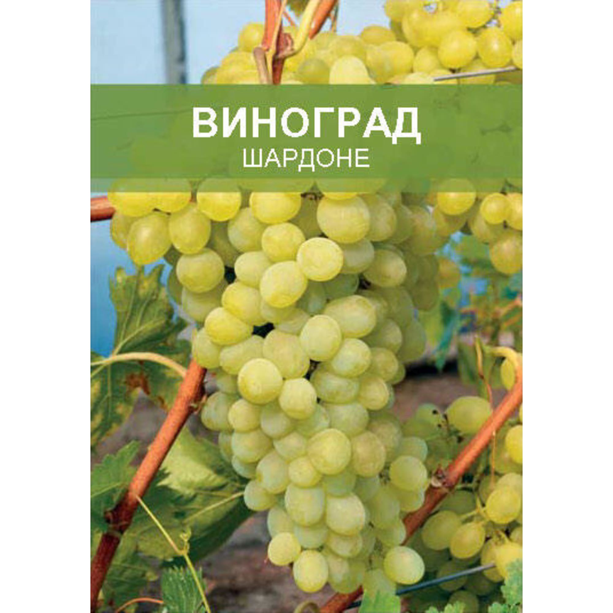 85670466 Виноград Шардоне ø15 h50 см Santreyd 