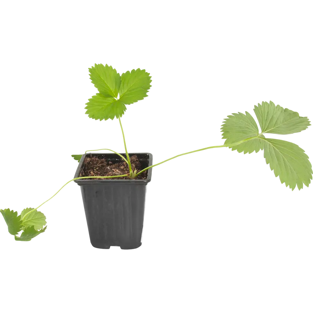 Земляника садовая «Шарлотта» 9x15 см PLANTMARKET STLM-2108512