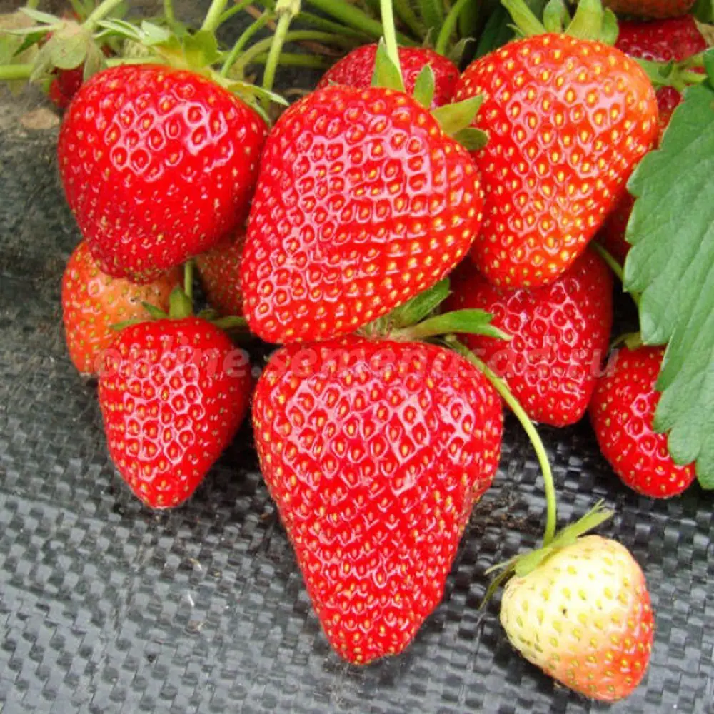 Земляника Вима Рина ø9 h15 см PLANTMARKET STLM-2160194