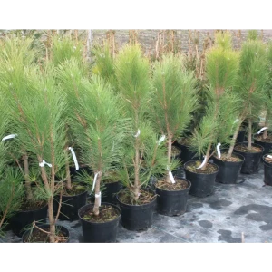 Сосна чёрная Грин Рокет ø15 h35 см