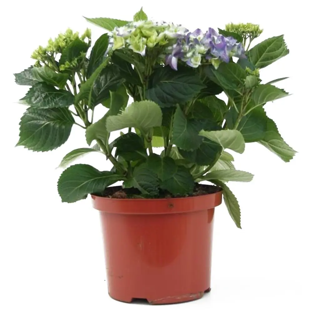 Гортензия крупноцветковая Блаумайзе 19х30-40 см 15944311 STLM-2118859 Santreyd 