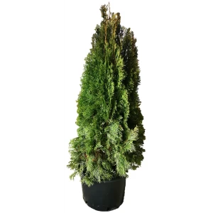 Туя западная Смарагд h140 см