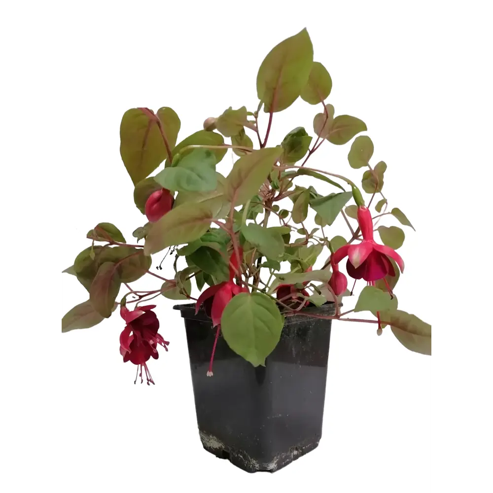 Фуксия микс ø9 h20 см АГРОНИ STLM-2087947