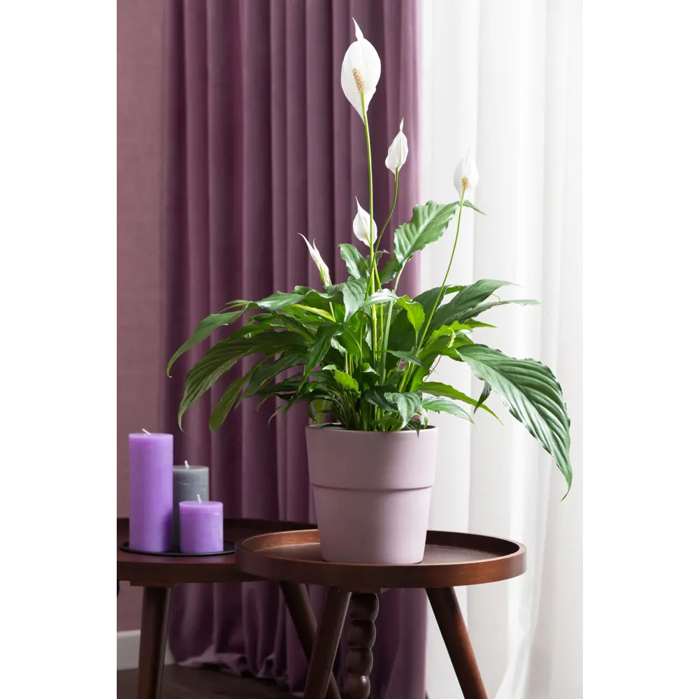 Спатифиллум Алана от Santreyd - элегантное женское счастье 14031377 STLM-0004203 - Вид №2