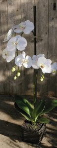 2506 778 a3 Пластиковая орхидея Phalaenopsis, 2-х кратная, горшечная, 80 см, real touch, бежево-белая H-andreas